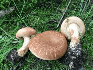 蘑菇如何判断是否已经烂掉？（烂蘑菇的特征及鉴别方法）