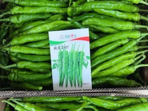 红辣椒最新款手机评测（探索红辣椒最新款手机的功能和性能）