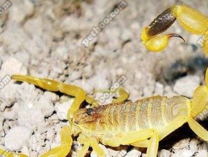 以色列金蝎（探索以色列金蝎的神秘和危险）