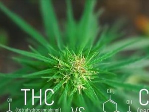消灭癌细胞的新方法（突破性科学研究引领未来治疗癌症的发展）